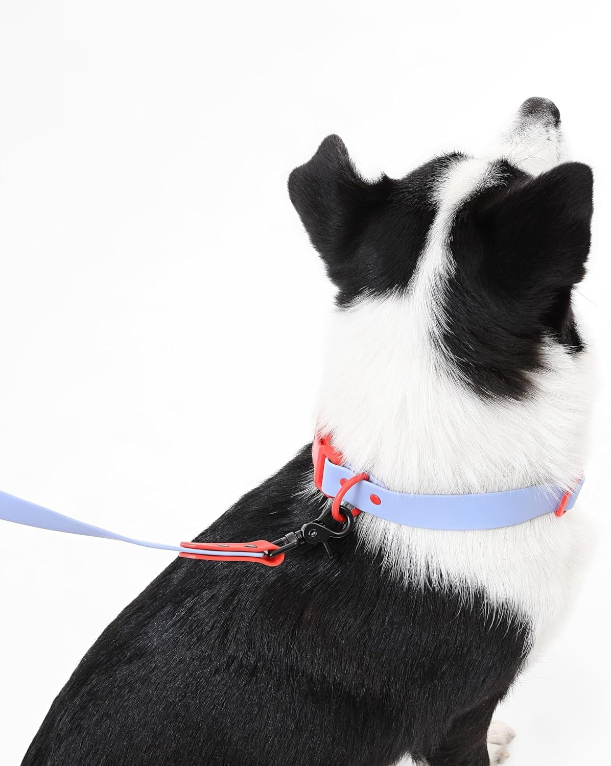 Adjustable Large Dog Hands-Free 6-in-1 Waterproof Leash and Collar Set with LED Flashlight, Poop Bag Holder, Bag Dispenser, Multi-Function Walking Gear for Small to Large Dogs, 8FT Periwinkle and Red